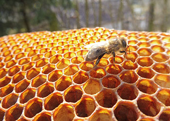 Úniková hra ve včelím světě